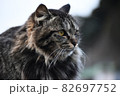 もふもふしたネコ 82697752
