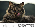 舌を出してウインクする猫 82697753