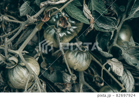 Ripening green tomatoes on the bush close-up. Growing vegetables in the garden. Background, copy space, horizontal composition 82697924