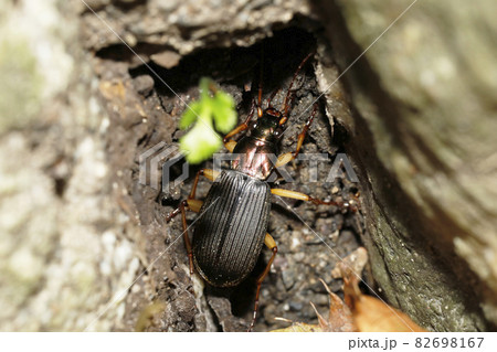 スジアオゴミムシ 82698167