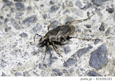 スズムシ スズムシ 82698285
