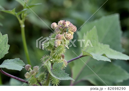 オオオナモミの雄花 82698290