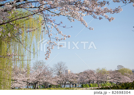 不忍池沿いの桜／東京都 82698304