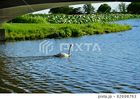 瓢湖の夏 82698763