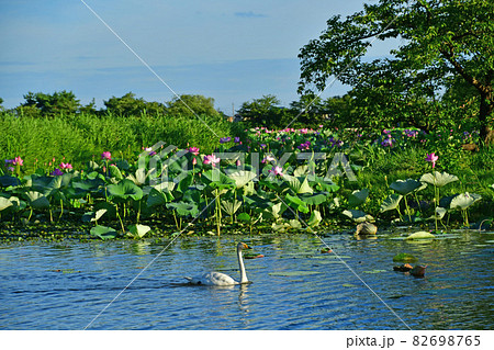 瓢湖の夏 瓢湖の夏 82698765