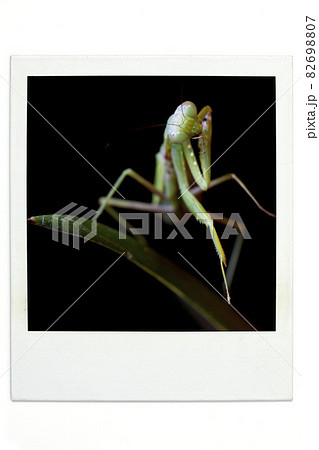 カマキリ　ポラ風 82698807