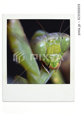 カマキリ　ポラ風 82698809