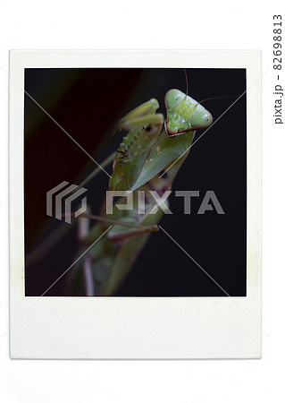 カマキリ ポラ風 カマキリ ポラ風 82698813