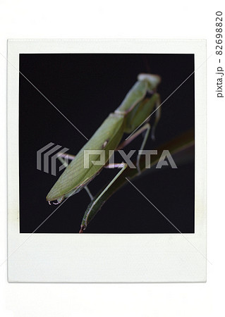 カマキリ ポラ風 カマキリ ポラ風 82698820