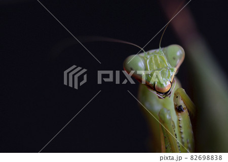 カマキリ カマキリ 82698838