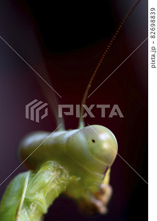 カマキリ カマキリ 82698839