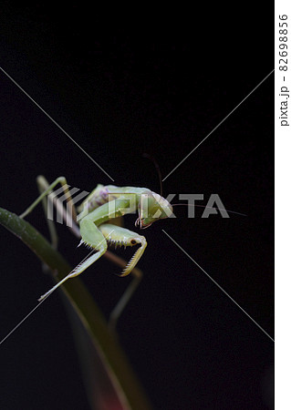 カマキリ カマキリ 82698856