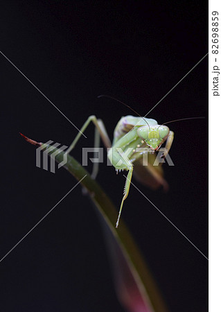 カマキリ 82698859