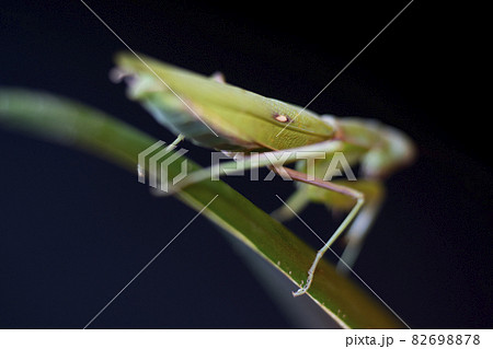 カマキリ カマキリ 82698878