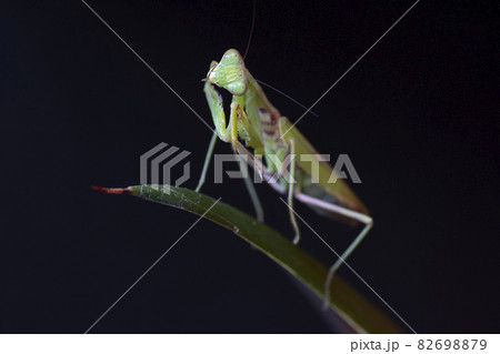 カマキリ 82698879