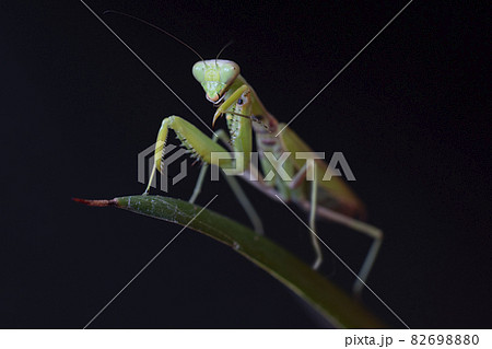 カマキリ 82698880