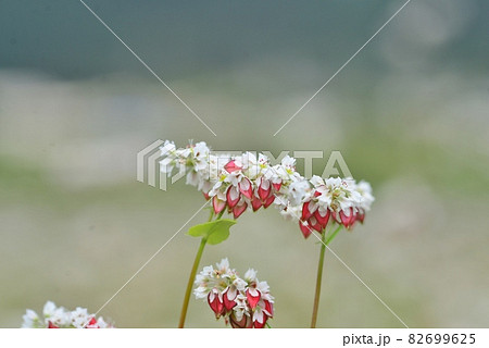白い花と赤い実のコントラストが美しいタチアカネそば 82699625