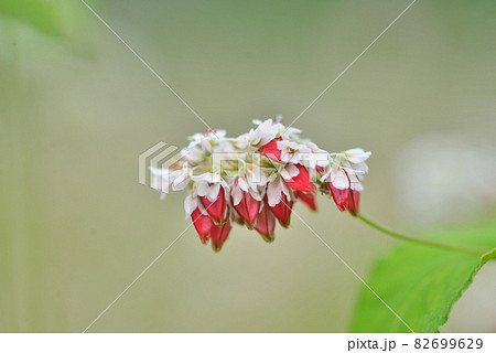 白い花と赤い実のコントラストが美しいタチアカネそば 82699629
