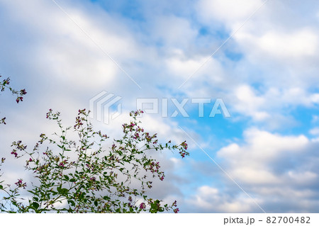 秋の七草の一つの萩と秋空 82700482
