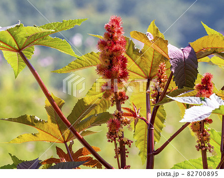 トウゴマの果実 82700895