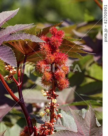 トウゴマの果実 82700901