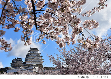 日本の兵庫県の姫路市 世界遺産で国宝でもある姫路城 春の桜と青空と立派な天守閣 日本の兵庫県の姫路市 世界遺産で国宝でもある姫路城 春の桜と青空と立派な天守閣 82701264