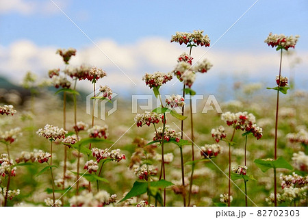 白い花と赤い実のコントラストが美しいタチアカネそば 白い花と赤い実のコントラストが美しいタチアカネそば 82702303