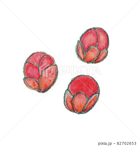 梅のつぼみ3種のイラスト素材