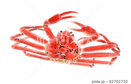 ズワイガニ(オス）の手描き水彩画 82702730