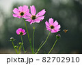 コスモス 秋 秋の旅 82702910