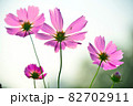 コスモス 秋 秋の旅 82702911