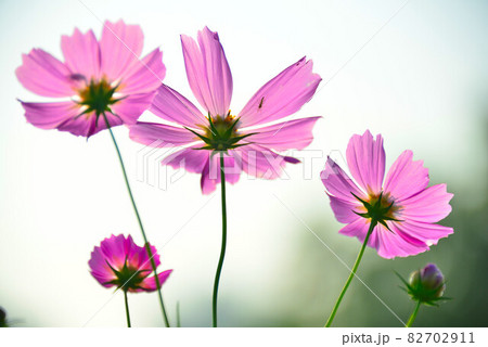コスモス 秋 秋の旅 82702911