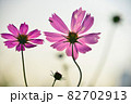 コスモス 秋 秋の旅 82702913