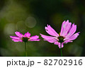 コスモス 秋 秋の旅 82702916