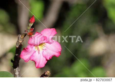 砂漠のバラの花と蕾 砂漠のバラの花と蕾 82703007