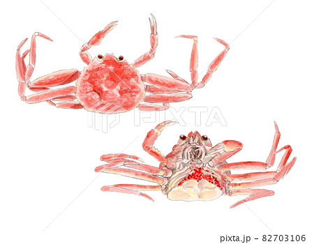 生物細密画（水彩）「ズワイガニ」 Yahoo!オークション - 水彩画 生物細密画「サワガニ」 真作