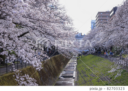 【東京都】乞田川桜並木・多摩市 【東京都】乞田川桜並木・多摩市 82703323