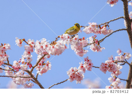 熱海寒桜とメジロ 熱海寒桜とメジロ 82703412
