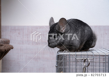 【ペット】部屋んぽ中のチンチラ【小動物】 82703713