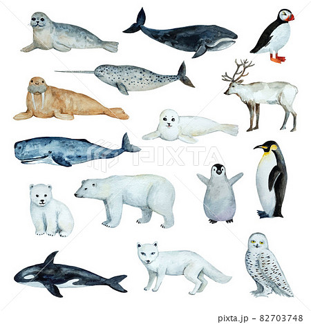 Big set of north animals and birds in cute realistic style isolated on white background. Watercolor illustration. 82703748