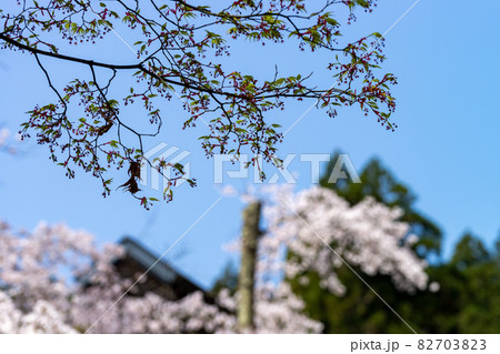 満開の桜が美しい福井のお花見名所・花筐公園 82703823