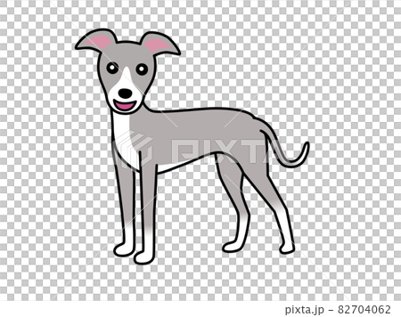 意大利靈緹犬 82704062