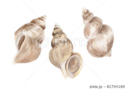 エッチュウバイの手描き水彩画 82704189