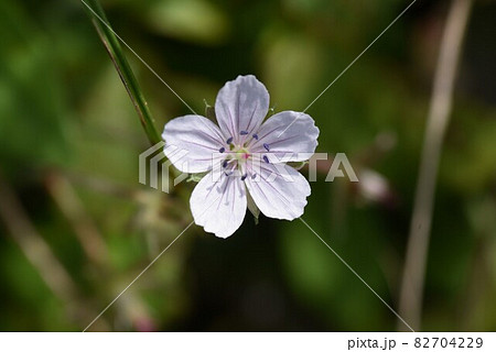 ゲンノショウコの花 ゲンノショウコの花 82704229