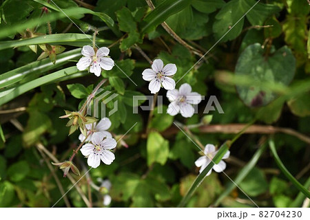 ゲンノショウコの花 ゲンノショウコの花 82704230