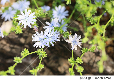 チコリの花の写真素材
