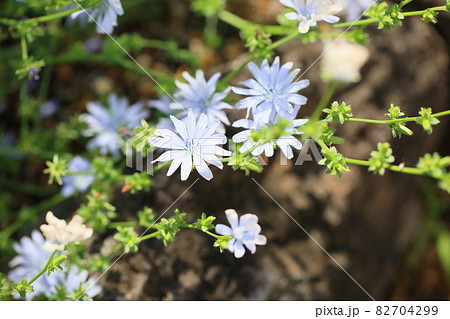 チコリの花 82704299