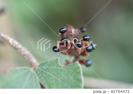 タンキリマメの花と実とタネ タンキリマメの花と実とタネ 82704472