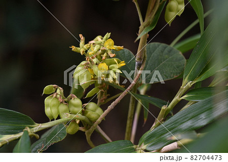 タンキリマメの花と実とタネ タンキリマメの花と実とタネ 82704473