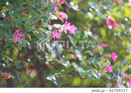 アカバナトキワマンサクの花 アカバナトキワマンサクの花 82704557